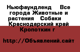 Ньюфаундленд  - Все города Животные и растения » Собаки   . Краснодарский край,Кропоткин г.